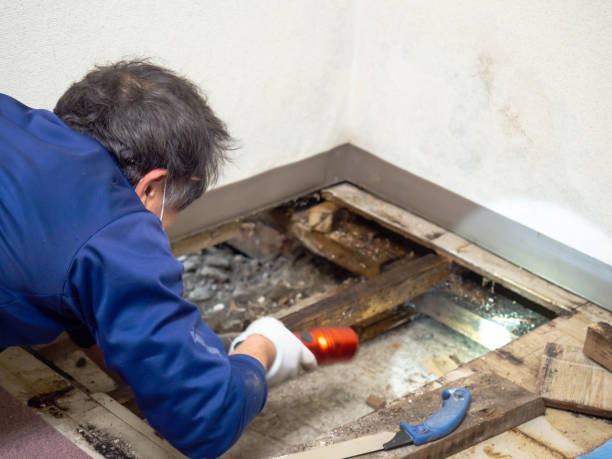 Best Fast Mold Removal  in Buckhorn, CA