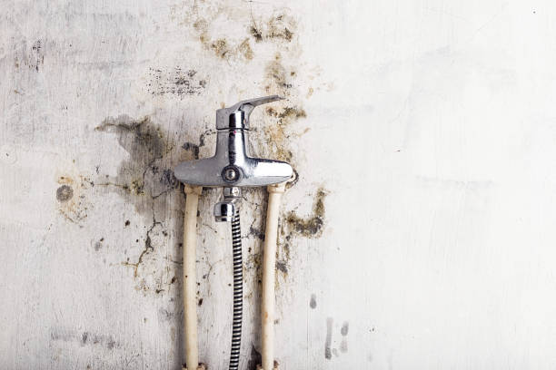 Trusted Buckhorn, CA Mold Removal Experts