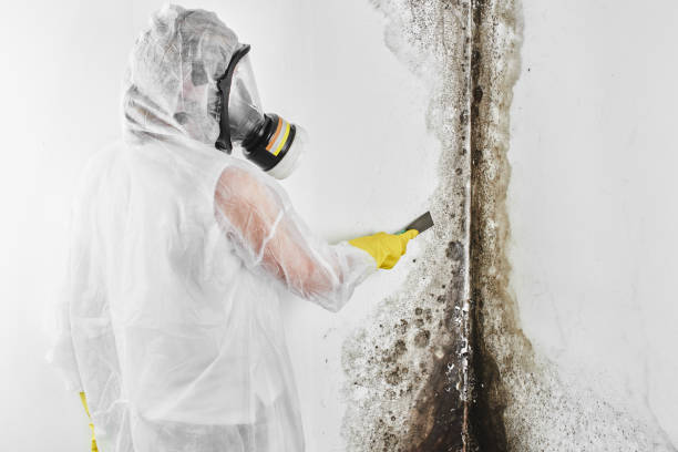 Best Commercial Mold Removal  in Buckhorn, CA
