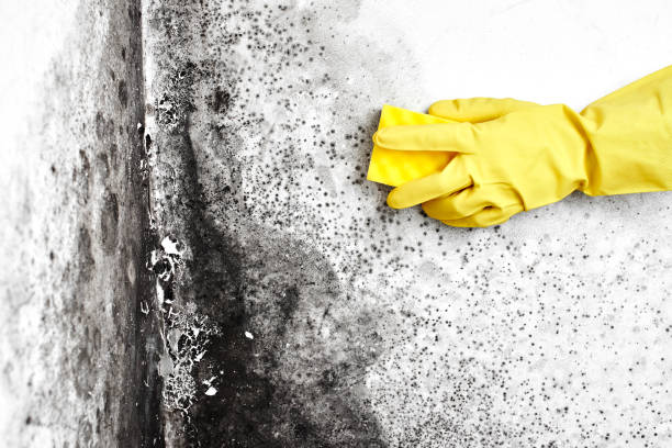 Best Residential Mold Removal  in Buckhorn, CA