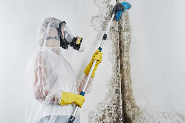Best Best Mold Removal Companies  in Buckhorn, CA