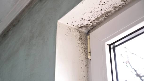 Best Local Mold Removal Service  in Buckhorn, CA