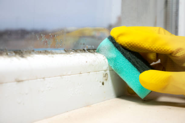 Best Mold Testing  in Buckhorn, CA