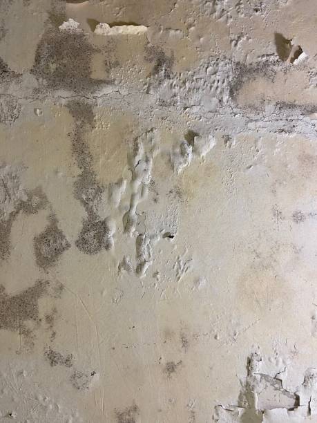 Best Water Damage Restoration  in Buckhorn, CA