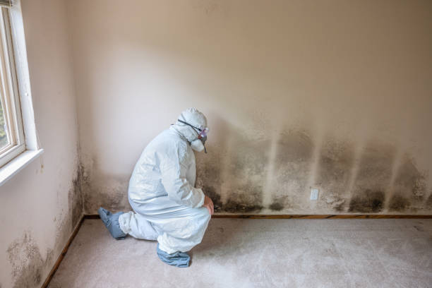 Office Mold Removal Services in Buckhorn, CA