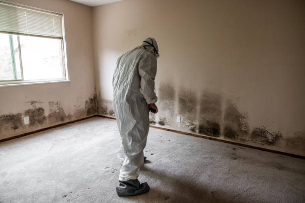Best Mold Removal Specialists  in Buckhorn, CA