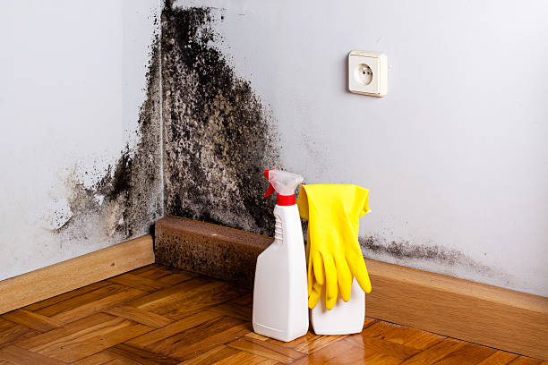 Best Mold Remediation  in Buckhorn, CA