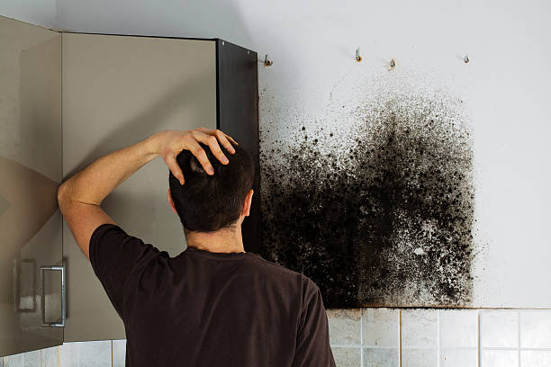 Best Affordable Mold Removal  in Buckhorn, CA