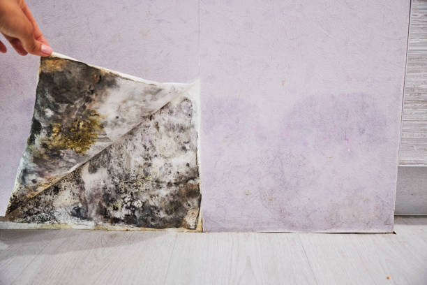 Best Toxic Mold Removal  in Buckhorn, CA